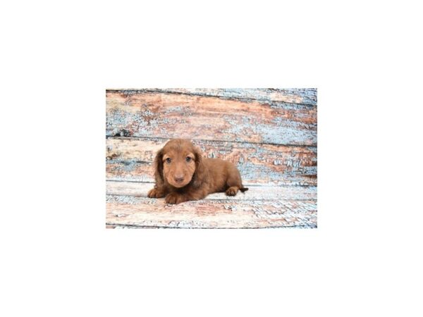 Dachshund-DOG-Male-Chocolate-26634-Petland Lake St. Louis & Fenton, MO