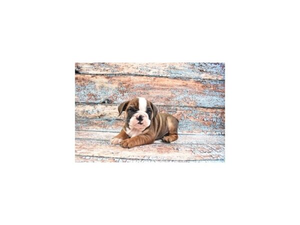 English Bulldog-DOG-Male-Red and White-26633-Petland Lake St. Louis & Fenton, MO