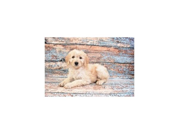 Goldendoodle-DOG-Female-Light Golden-26640-Petland Lake St. Louis & Fenton, MO