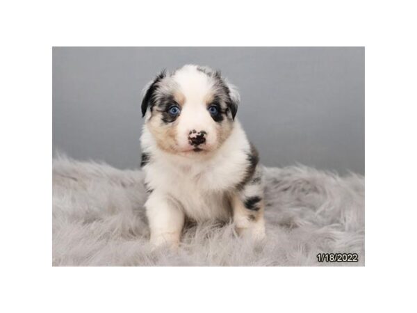 Australian Shepherd-DOG-Male-Blue Merle-26656-Petland Lake St. Louis & Fenton, MO
