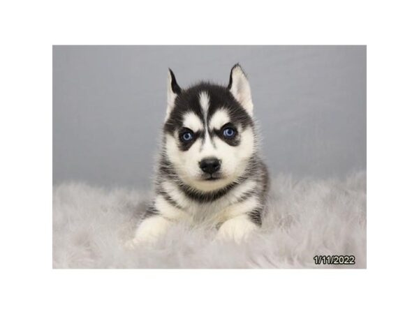 Siberian Husky-DOG-Female-Black / White-26654-Petland Lake St. Louis & Fenton, MO
