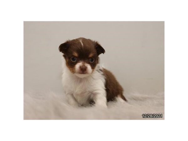 Chihuahua-DOG-Female-Chocolate / White-26648-Petland Lake St. Louis & Fenton, MO
