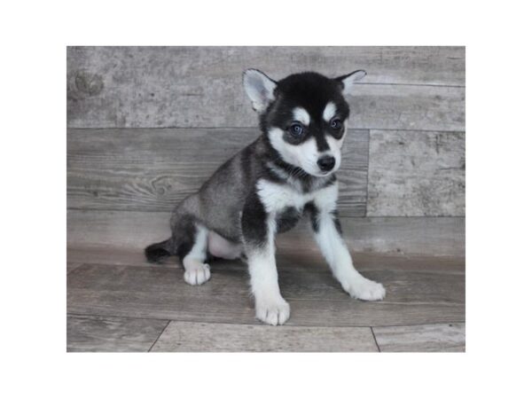 Alaskan Klee Kai-DOG-Male-Black / White-26661-Petland Lake St. Louis & Fenton, MO