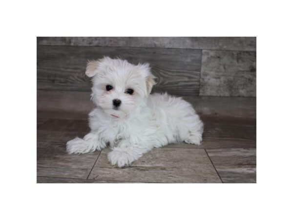 Maltese-DOG-Female-White-26659-Petland Lake St. Louis & Fenton, MO