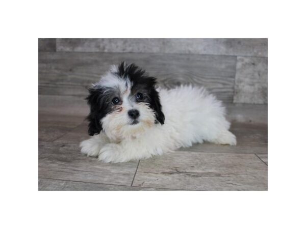 Bichonpoo-DOG-Female-Black / White-26664-Petland Lake St. Louis & Fenton, MO