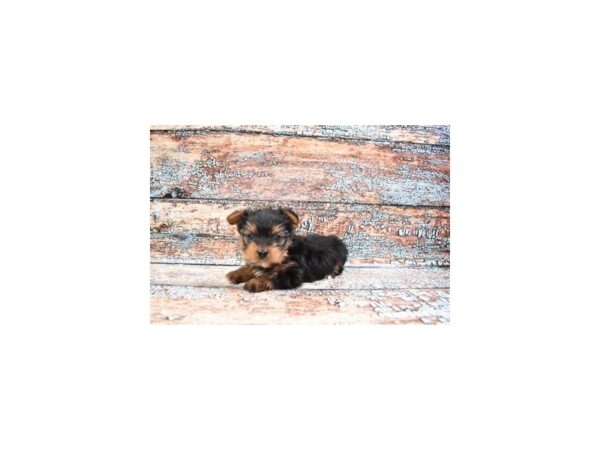 Yorkshire Terrier-DOG-Male-Black and Tan-26677-Petland Lake St. Louis & Fenton, MO
