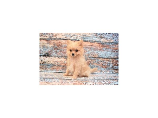 Pomeranian-DOG-Female-Red-26676-Petland Lake St. Louis & Fenton, MO