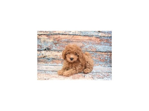 Mini Goldendoodle 2nd Gen-DOG-Female-Red-26674-Petland Lake St. Louis & Fenton, MO