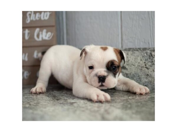 Victorian Bulldoge-DOG-Female-White / Brindle-26673-Petland Lake St. Louis & Fenton, MO