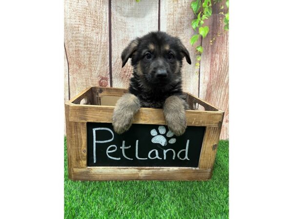 German Shepherd Dog-DOG-Male-Black / Tan-26680-Petland Lake St. Louis & Fenton, MO