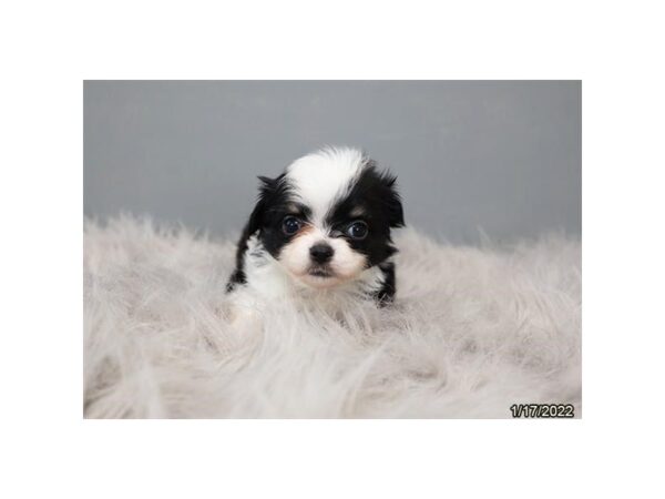 Chihuahua DOG Female Black / White 26683 Petland Lake St. Louis & Fenton, MO