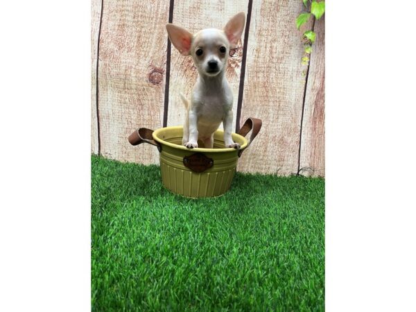 Chihuahua DOG Male Cream / White 26682 Petland Lake St. Louis & Fenton, MO