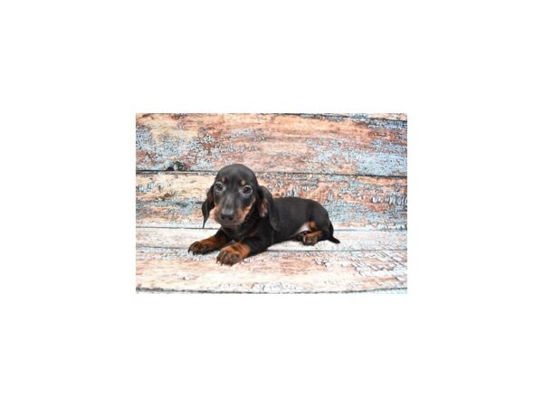 Dachshund-DOG-Male-Black and Tan-26688-Petland Lake St. Louis & Fenton, MO