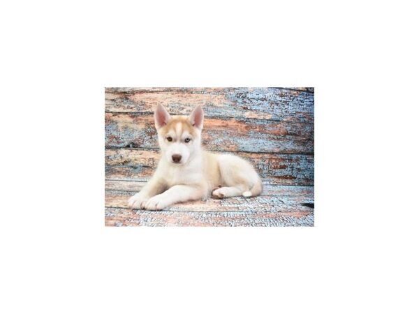 Siberian Husky-DOG-Male-Red and White-26692-Petland Lake St. Louis & Fenton, MO