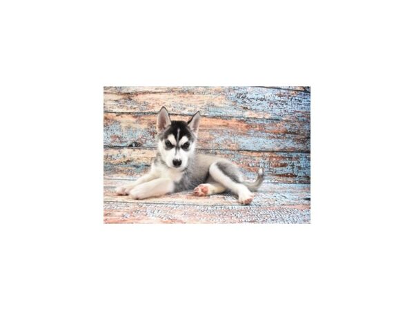 Siberian Husky-DOG-Female-Black and White-26693-Petland Lake St. Louis & Fenton, MO