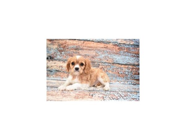 Cavalier King Charles Spaniel DOG Female Blenheim 26687 Petland Lake St. Louis & Fenton, MO