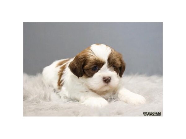 Lhasa Apso-DOG-Female-Red / White-26700-Petland Lake St. Louis & Fenton, MO