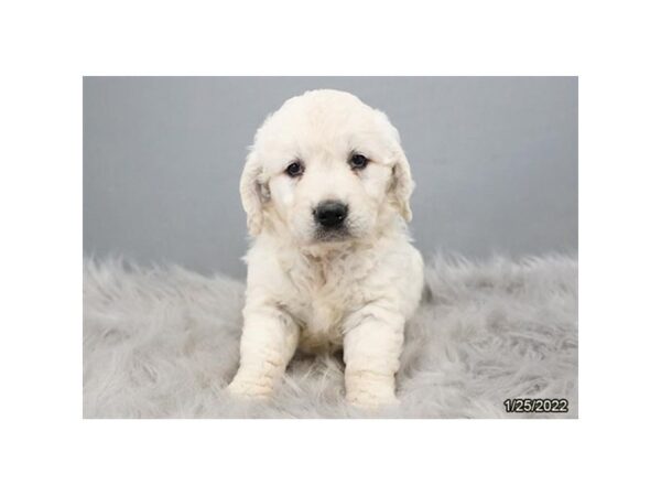 Golden Retriever-DOG-Female-Cream-26696-Petland Lake St. Louis & Fenton, MO