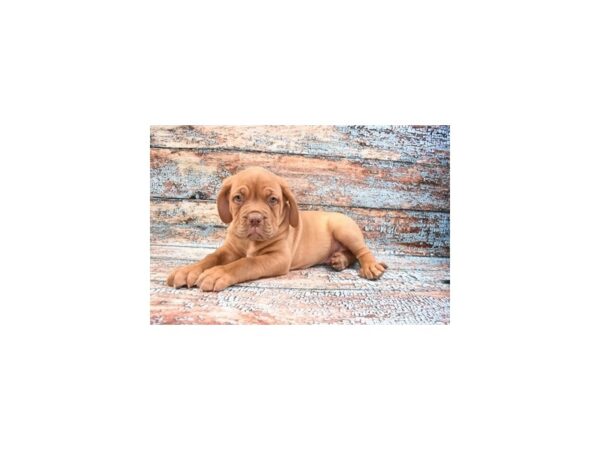 Dogue De Bordeaux-DOG-Male-Red-26714-Petland Lake St. Louis & Fenton, MO