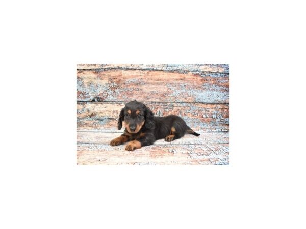 Dachshund-DOG-Male-Black and Tan-26713-Petland Lake St. Louis & Fenton, MO