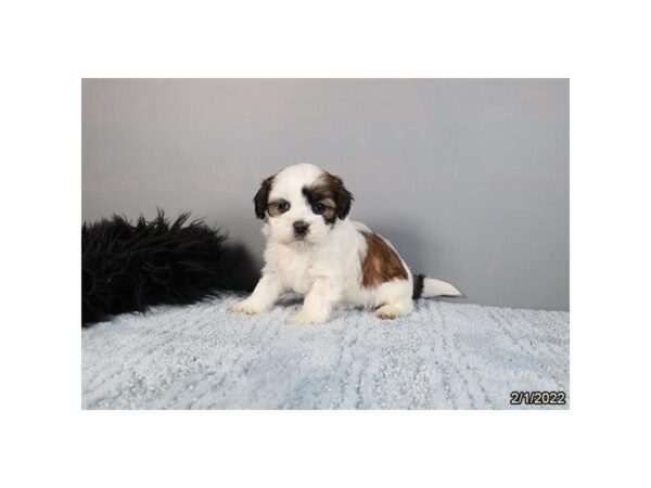 Lhasapoo-DOG-Female-Brown / White-26736-Petland Lake St. Louis & Fenton, MO