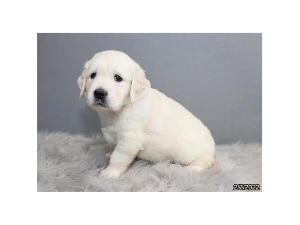 Golden Retriever-DOG-Male-Cream-26725-Petland Lake St. Louis & Fenton, MO