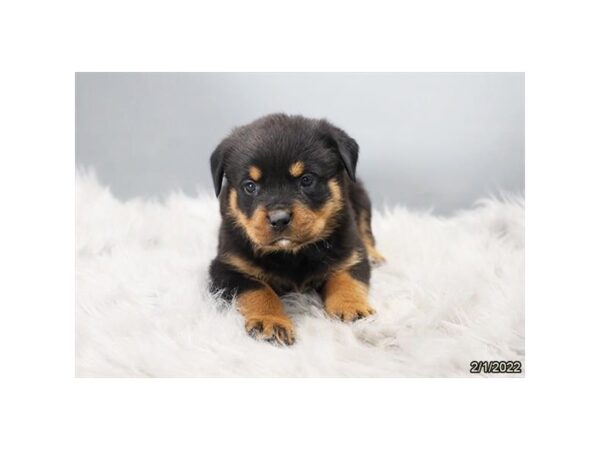 Rottweiler-DOG-Female-Black / Tan-26731-Petland Lake St. Louis & Fenton, MO