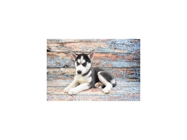 Siberian Husky-DOG-Female-Black and White-26742-Petland Lake St. Louis & Fenton, MO