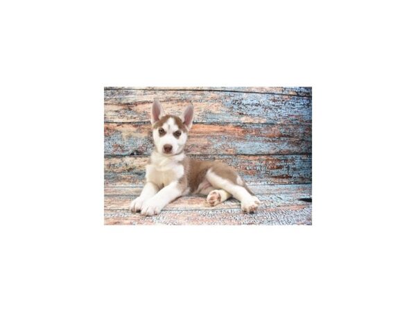 Siberian Husky-DOG-Male-Red and White-26743-Petland Lake St. Louis & Fenton, MO