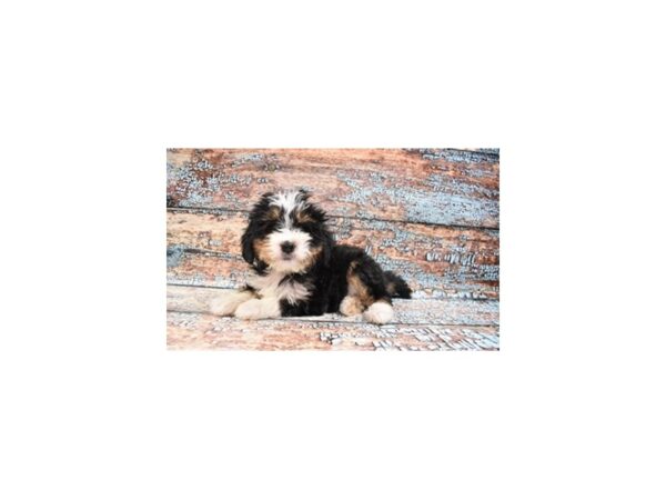 Miniature Bernedoodle-DOG-Female-Tri Color-26745-Petland Lake St. Louis & Fenton, MO