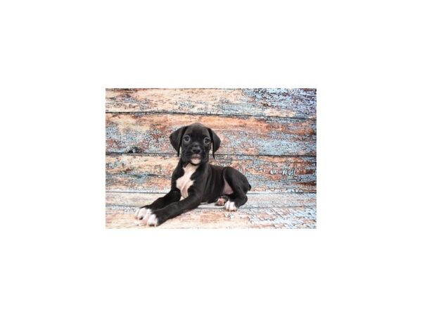 Boxer DOG Male Black 26747 Petland Lake St. Louis & Fenton, MO