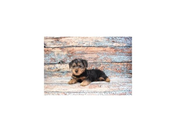 Silky Terrier-DOG-Male-Black and Tan-26744-Petland Lake St. Louis & Fenton, MO