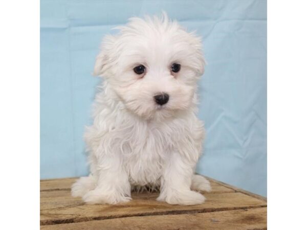 Maltese-DOG-Male-White-26749-Petland Lake St. Louis & Fenton, MO