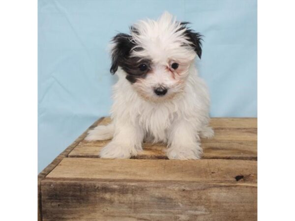 Havanese-DOG-Female-White / Black-26748-Petland Lake St. Louis & Fenton, MO