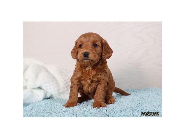 Mini Goldendoodle-DOG-Female-Red-26759-Petland Lake St. Louis & Fenton, MO