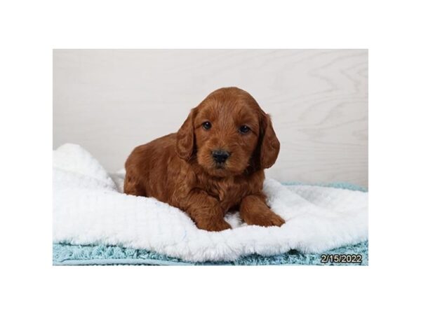 Mini Goldendoodle-DOG-Male-Red-26760-Petland Lake St. Louis & Fenton, MO