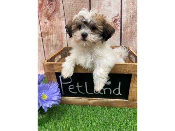Teddy Bear-DOG-Female-Brown Black / White-26756-Petland Lake St. Louis & Fenton, MO