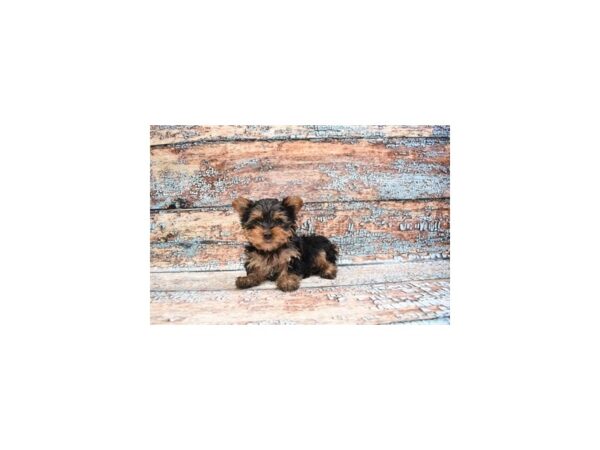 Yorkshire Terrier-DOG-Male-Black and Tan-26768-Petland Lake St. Louis & Fenton, MO