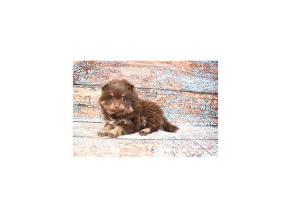 Pomeranian-DOG-Male-Chocolate-26766-Petland Lake St. Louis & Fenton, MO