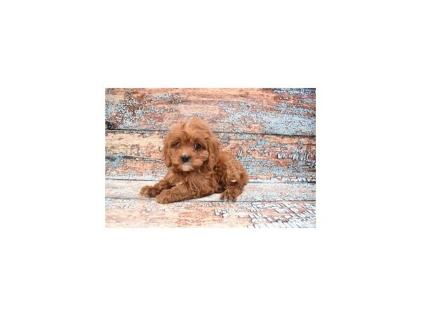 Cavapoo-DOG-Female-Red-26770-Petland Lake St. Louis & Fenton, MO