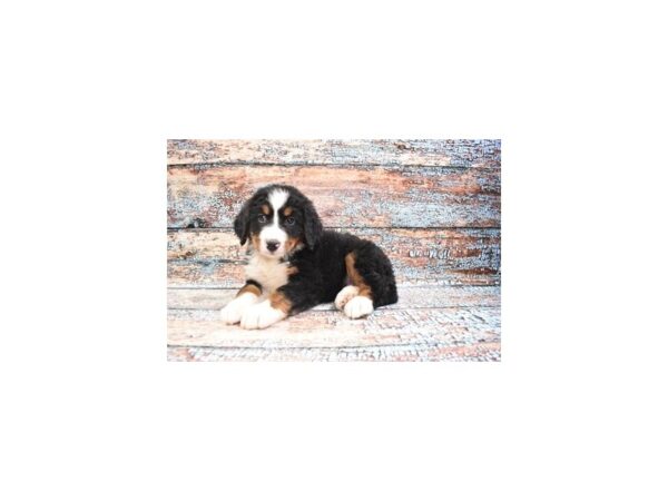 Bernese Mountain Dog-DOG-Male-Black and Rust-26769-Petland Lake St. Louis & Fenton, MO