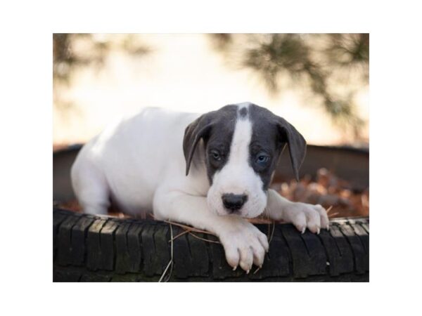 Great Dane-DOG-Female-Blue Merle-26773-Petland Lake St. Louis & Fenton, MO