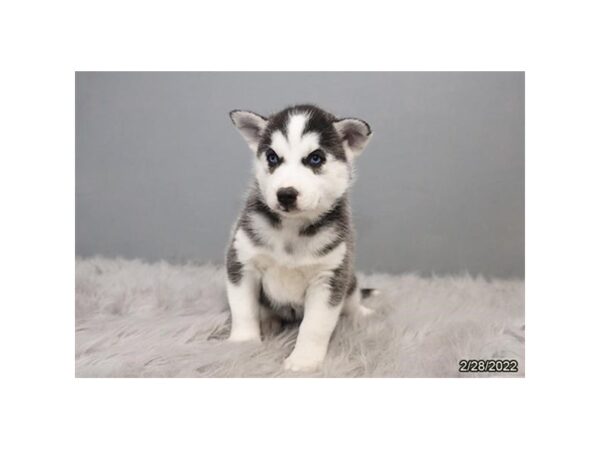 Siberian Husky-DOG-Female-Black / White-26785-Petland Lake St. Louis & Fenton, MO