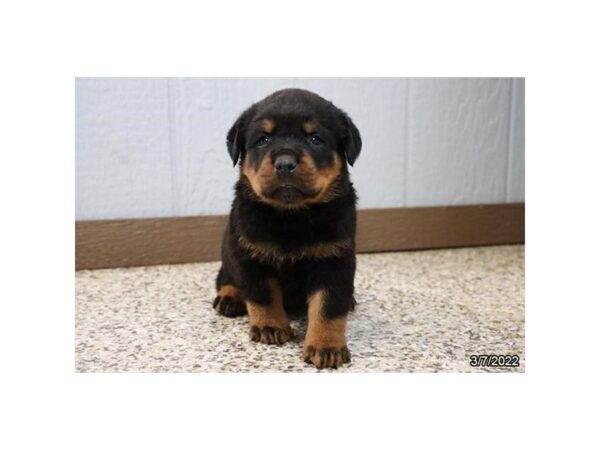Rottweiler-DOG-Male-Black / Tan-26783-Petland Lake St. Louis & Fenton, MO