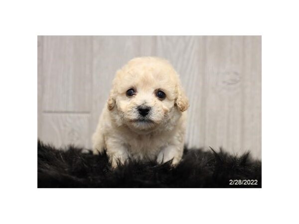 Bichonpoo-DOG-Female-Cream-26800-Petland Lake St. Louis & Fenton, MO