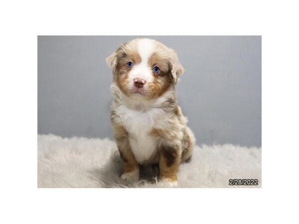Miniature American Shepherd-DOG-Male-Red Merle-26790-Petland Lake St. Louis & Fenton, MO