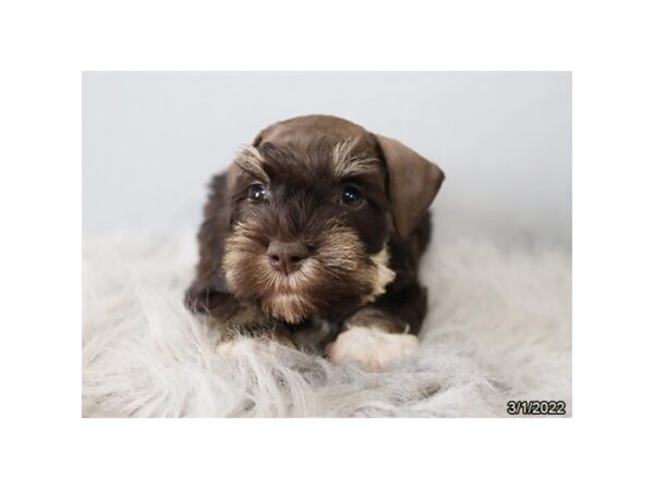 Miniature Schnauzer-DOG-Male-Chocolate-26781-Petland Lake St. Louis & Fenton, MO