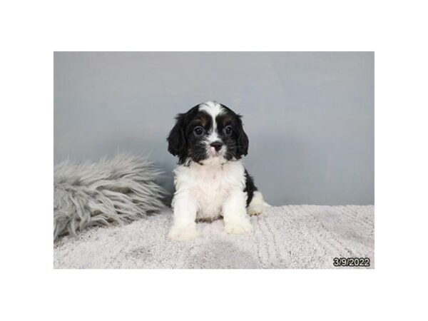CavaTzu-DOG-Female-Black / White-26802-Petland Lake St. Louis & Fenton, MO