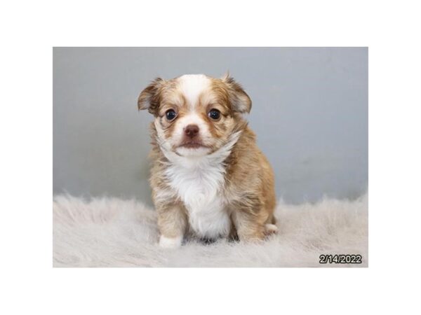 Chihuahua-DOG-Female-Red Sable-26791-Petland Lake St. Louis & Fenton, MO