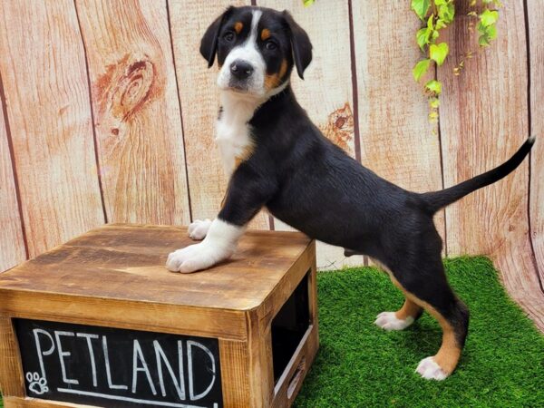 Greater Swiss Mountain Dog-DOG-Male-Black, White / Red-26797-Petland Lake St. Louis & Fenton, MO